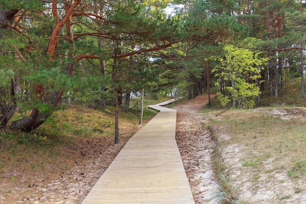 Деревянная дорожка на берегу Балтийского моря над песчаными дюнами с видом на сосновый лес