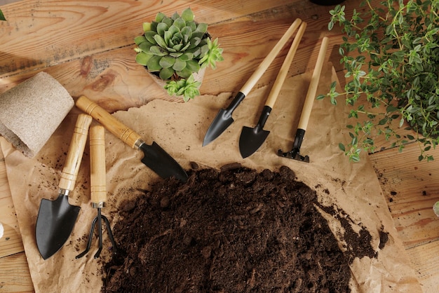 Wooden plant background with gardening tools plant care concept