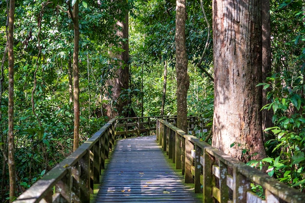 Wooden platform for a walk along the rainforest on the island of Borneo Malaysia