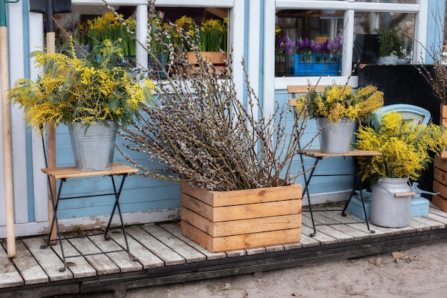 Wooden porch of house with willow branches and yellow mimosa