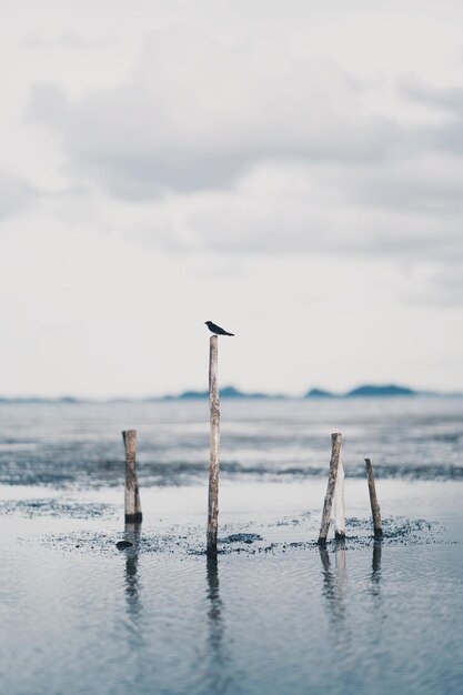 Wooden post in sea against sky