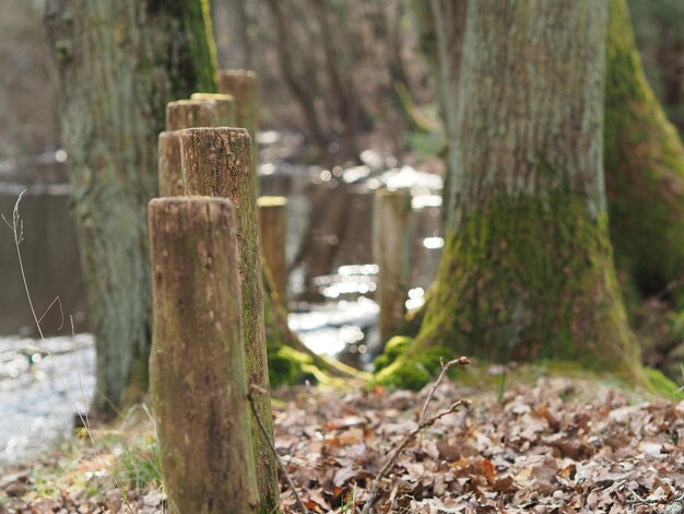 Photo wooden posts by river in forest