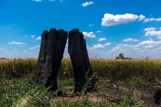 Wooden posts on field against sky