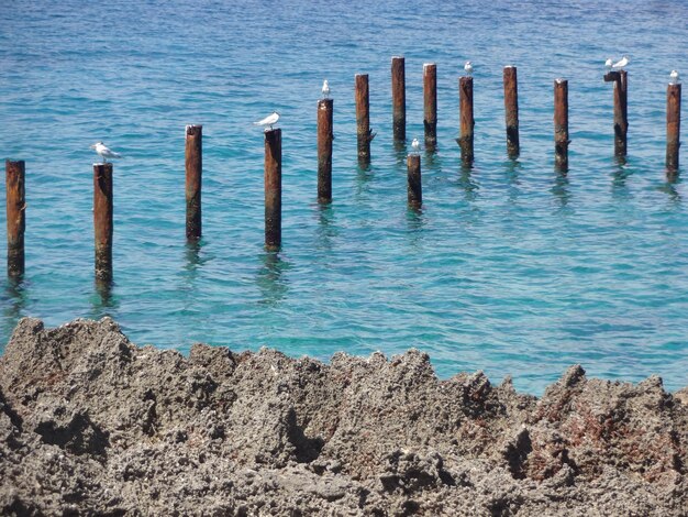 写真 海の木製の柱