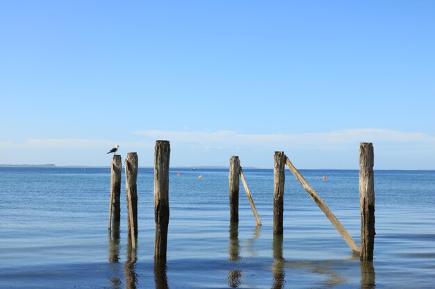 Photo wooden posts in sea against blue sky