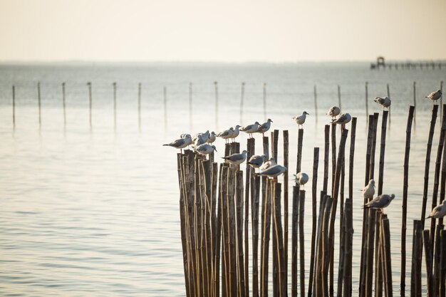 Photo wooden posts on sea against sky