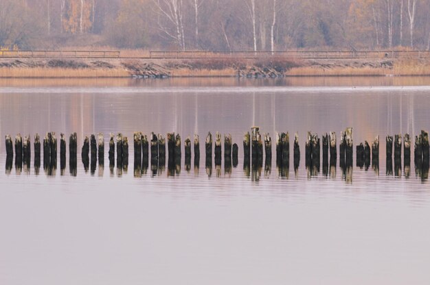 Photo wooden posts in sea