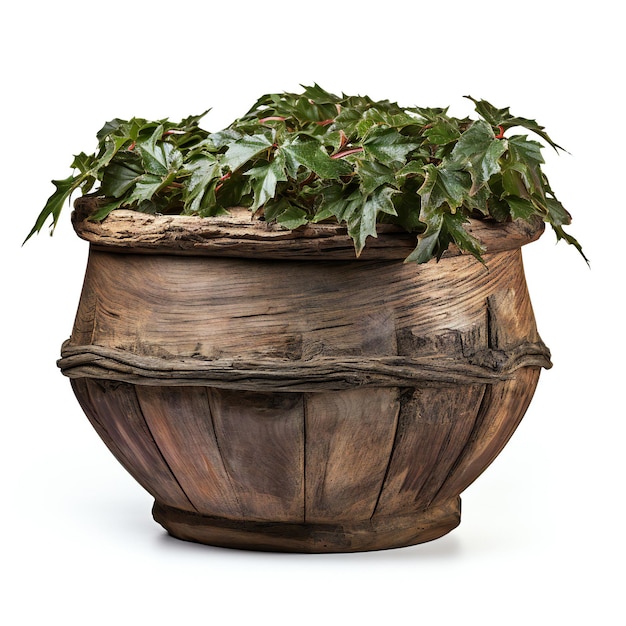 Wooden pot with ivy plant isolated on white background