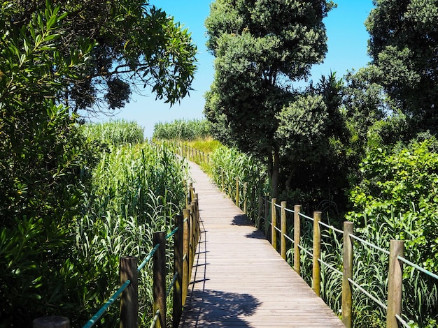 Wooden road in the middle of the green forest