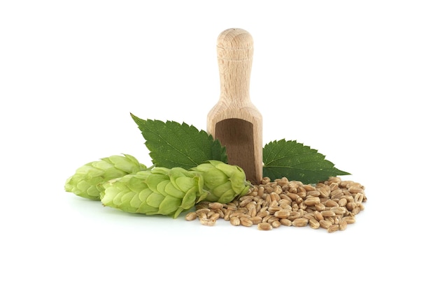 Photo wooden scoop with grains and hops isolated on white