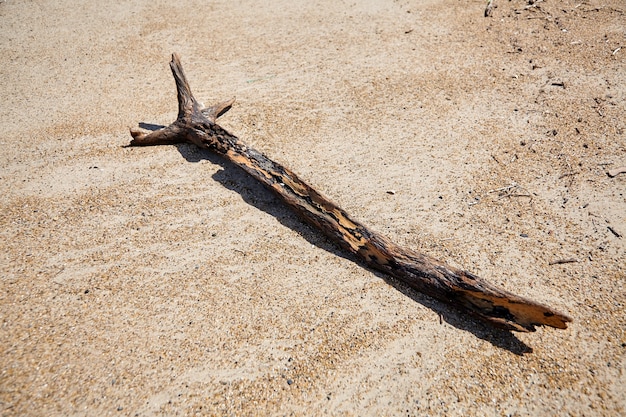 Wooden snag thrown on the beach on the sandy shore