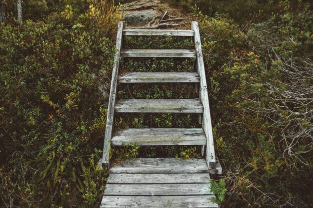 A wooden staircase in an enchanted forest.