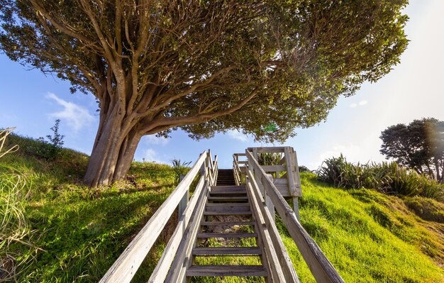 Photo wooden stairs and big tree