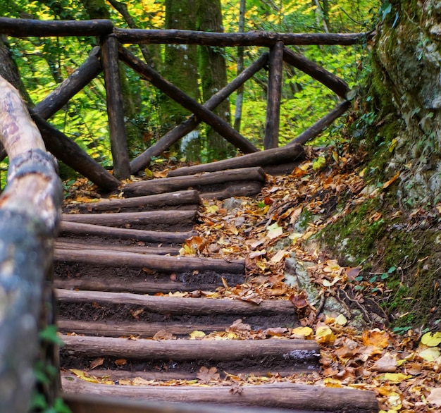 Photo wooden stairs in the forest covered with autumn leaves