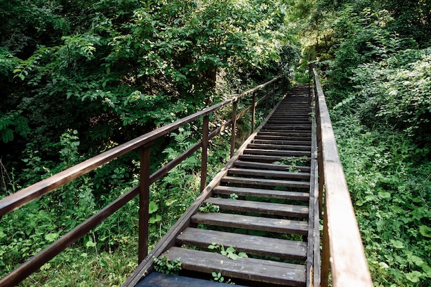 wooden stairs in the forest