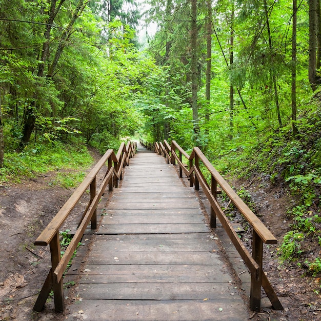 보호 구역에 있는 숲속 자연 산책로로 가는 나무 계단