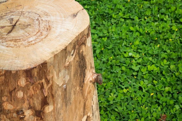 Sgabello in legno sul giardino verde