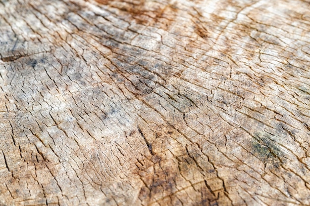 Wooden stump background the texture of the cut tree top view\
selective focus