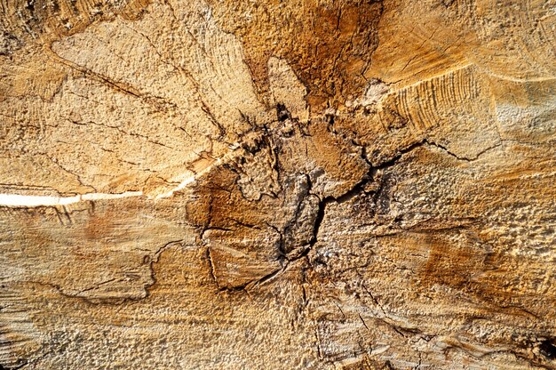 Wooden stump top view as a background