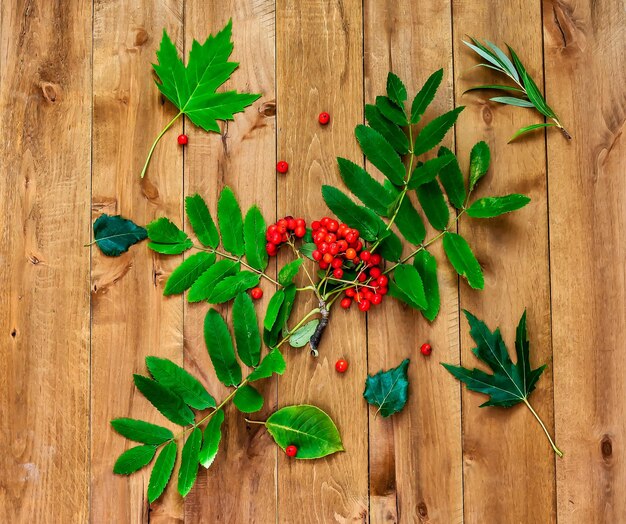 On a wooden surface lies a rowan branch and green leaves