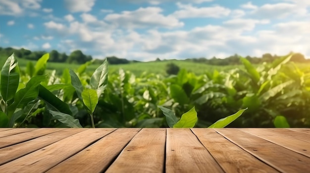 Wooden table in a corn field