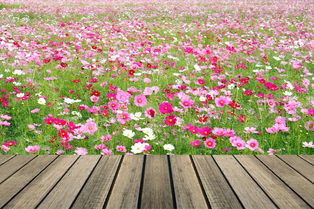 The wooden table over cosmos field 