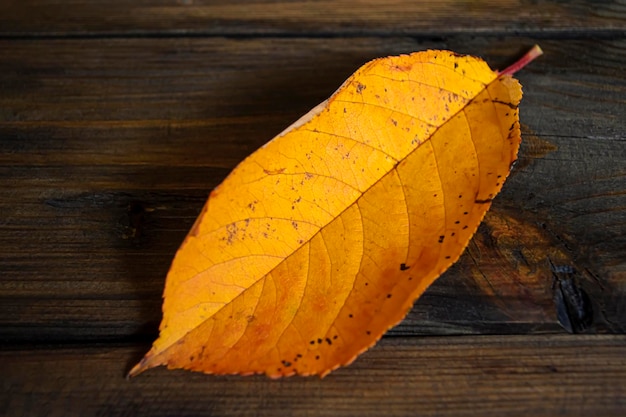 On the wooden table lies an orange leaf from a walnut tree