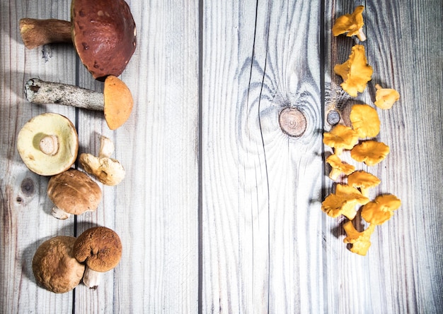 On a wooden table there are forest porcini mushrooms on one side and chanterelles on the other side