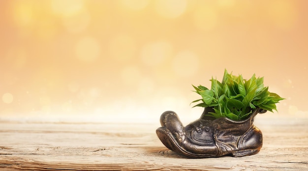 wooden table top with green leaves in shoe.Spring background.