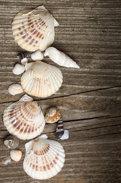 Wooden table with sea shells