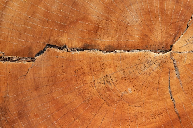 Foto texture di legno in primo piano vecchio taglio di albero