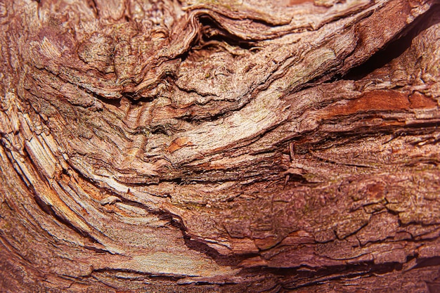 Деревянная текстура старой древесины