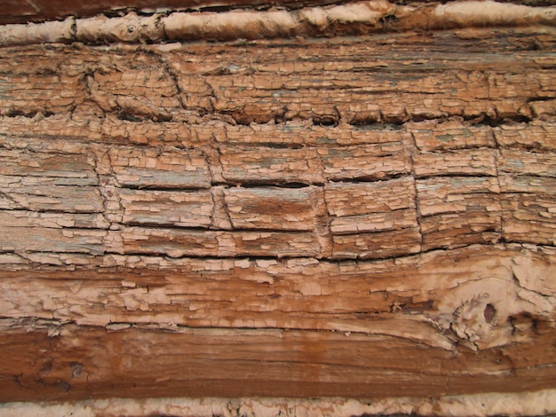 Foto struttura in legno corteccia di albero. corteccia texture sfondo naturale.