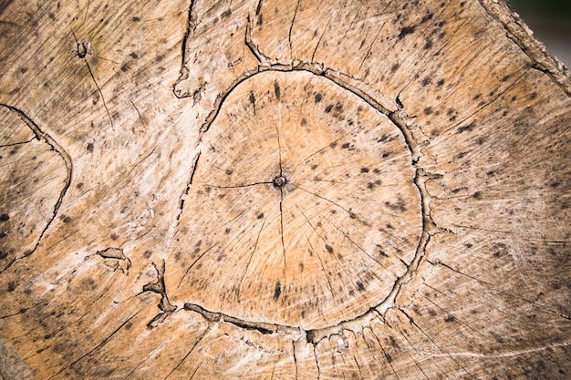木製のテクスチャ背景。木の質感のログカットエンドの断面図。
