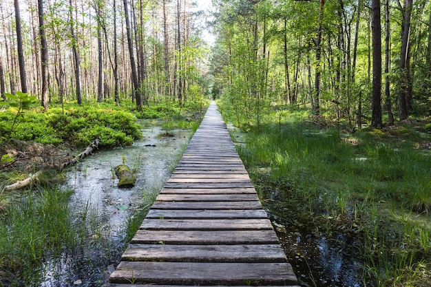 Wooden trail leading along swamp surrounded by forest. Swampy land and wetland marsh bog