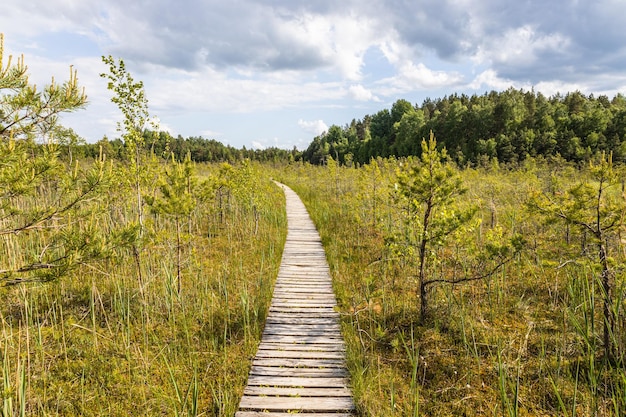 Wooden trail leading along swamp surrounded by forest. Swampy land and wetland marsh bog