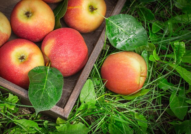 Wooden tray of ripe apples in a garden on the grass