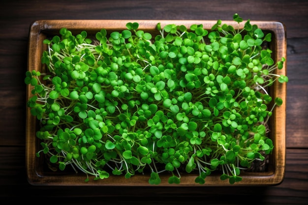 Wooden tray with microgreens top view