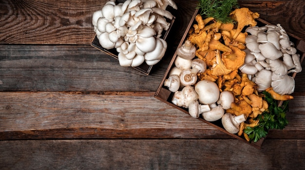 Wooden tray with raw oyster and chanterelle mushrooms