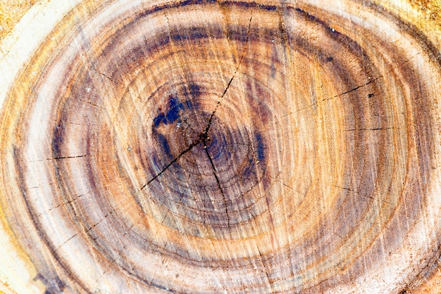 Wooden tree trunk texture can be used for background