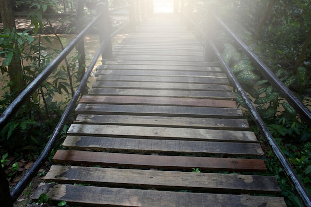 Wooden trekking path in rain forest, Thailand