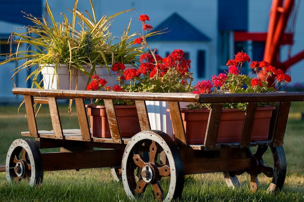 Wooden trolley with red flowers on a green glade