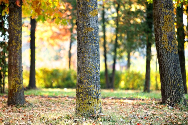 Wooden trunk of a big tree with fallen yellow leaves in autumn\
park