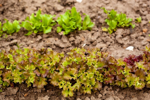 家庭菜園に土を入れた木製野菜ベッドボックス エコロジーと自家栽培のコンセプト