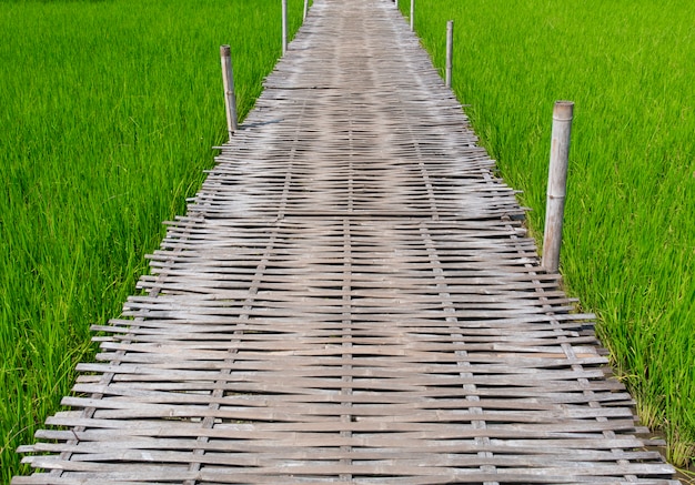 Деревянная гуляя тропа в зеленом ландшафте поля риса.