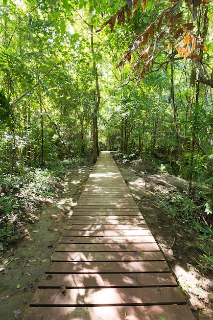 Wooden walkway bridge