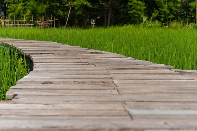 Photo wooden walkway in the fields