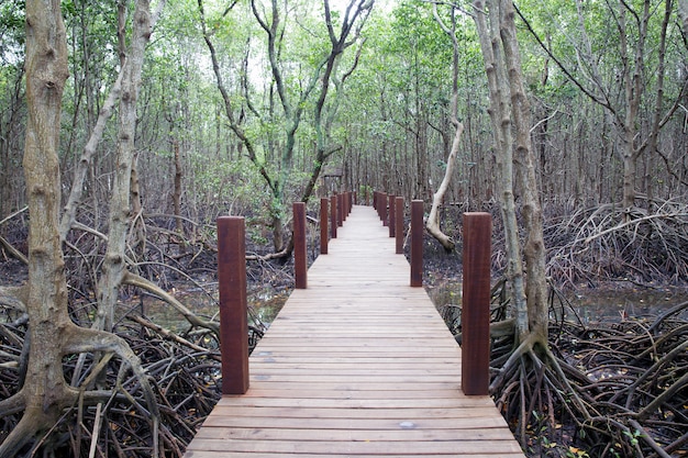 Wooden walkway at mangrove forest.