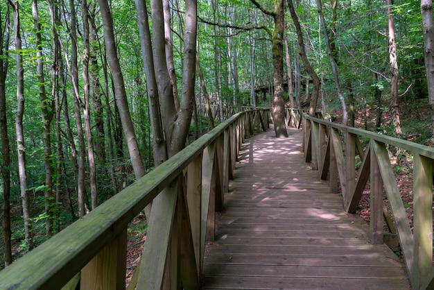 Wooden walkway in the middle of the redwood forest