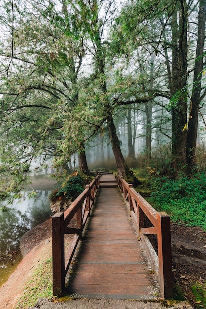 Wooden walkway that leads to Cedar trees in the forest in Chiayi County, Alishan Township, Taiwan.